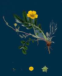 Attēlu rezultāti vaicājumam “Potentilla argentea”