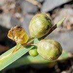 Attēlu rezultāti vaicājumam “Sisyrinchium montanum fruit”