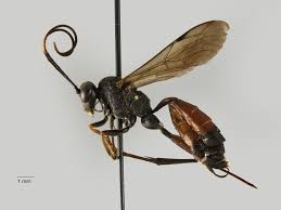 Attēlu rezultāti vaicājumam “Ichneumonidae”