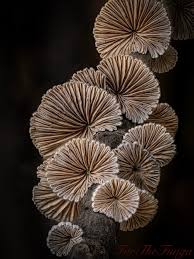 Attēlu rezultāti vaicājumam “Hymenoscyphus fructigenus var. coryli”