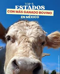 Image result for ganado bovino