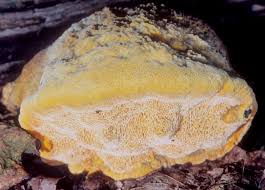 Attēlu rezultāti vaicājumam “Hapalopilus aurantiacus”