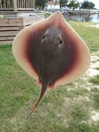 Image result for Hypanus sabinus