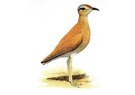 Image result for Cursorius cursor