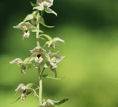 Attēlu rezultāti vaicājumam “Epipactis helleborine fruit”