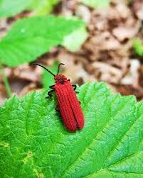 Attēlu rezultāti vaicājumam “Lygistopterus sanguineus”