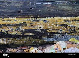 Attēlu rezultāti vaicājumam “Crustoderma dryinum”