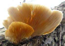 Attēlu rezultāti vaicājumam “Pleurotus ostreatus”