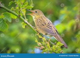 Image result for Locustella naevia