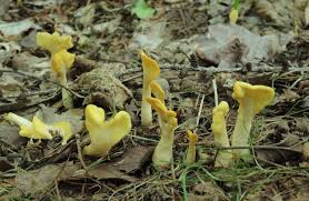 Attēlu rezultāti vaicājumam “Spathularia flavida”