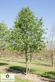 Attēlu rezultāti vaicājumam “Sorbus aucuparia”