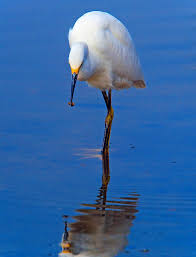 Image result for Egretta thula