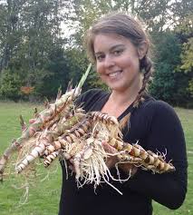 Attēlu rezultāti vaicājumam “Acorus calamus fruit”