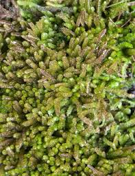 Attēlu rezultāti vaicājumam “Cephalozia bicuspidata”