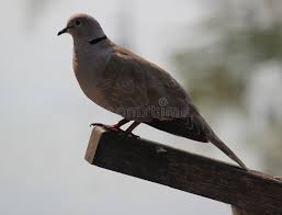 Attēlu rezultāti vaicājumam “Streptopelia decaocto adult”