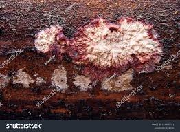 Attēlu rezultāti vaicājumam “Phlebia centrifuga”