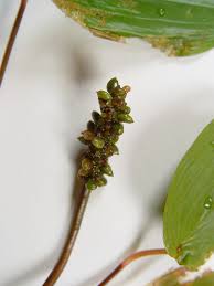 Attēlu rezultāti vaicājumam “Potamogeton natans leaf”