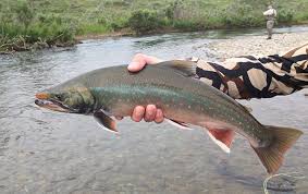 Image result for Salvelinus malma