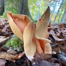 Attēlu rezultāti vaicājumam “Otidea onotica”