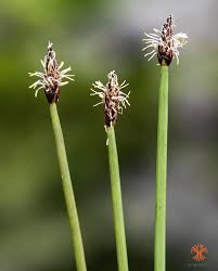 Attēlu rezultāti vaicājumam “Eleocharis quinqueflora”
