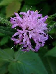 Image result for Knautia dipsacifolia