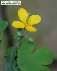 Attēlu rezultāti vaicājumam “Chelidonium majus bud”