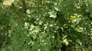 Attēlu rezultāti vaicājumam “Thalictrum minus leaf”
