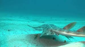 Image result for Squatina dumeril