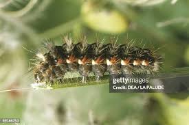 Attēlu rezultāti vaicājumam “Lymantriidae”