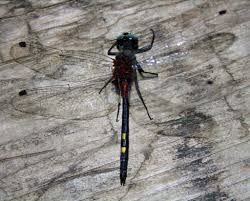 Attēlu rezultāti vaicājumam “Leucorrhinia dubia male”