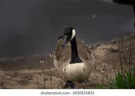 Attēlu rezultāti vaicājumam “Branta canadensis adult”