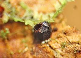 Attēlu rezultāti vaicājumam “Licea pusilla macro”