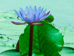 Attēlu rezultāti vaicājumam “Nymphaea alba leaf”