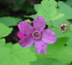 Attēlu rezultāti vaicājumam “Rubus plicatus flower”