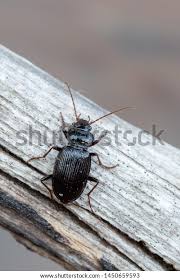 Attēlu rezultāti vaicājumam “Nebria brevicollis”