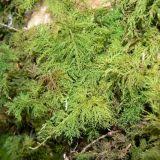 Attēlu rezultāti vaicājumam “Thuidium assimile”