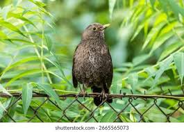 Attēlu rezultāti vaicājumam “Turdus merula female”
