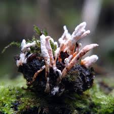 Attēlu rezultāti vaicājumam “Cordyceps farinosa”
