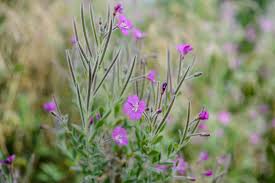 Attēlu rezultāti vaicājumam “Epilobium hirsutum flower”