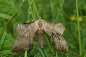 Attēlu rezultāti vaicājumam “Laothoe populi”