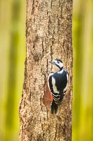 Attēlu rezultāti vaicājumam “Dendrocopos minor male”