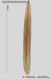 Attēlu rezultāti vaicājumam “Bromus hordeaceus subsp. hordaceus fruit”