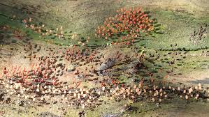 Attēlu rezultāti vaicājumam “Comatricha tenerrima spores”