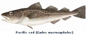 Image result for Gadus macrocephalus