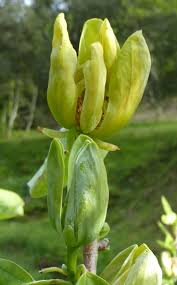 Attēlu rezultāti vaicājumam “Magnolia acuminata bud”