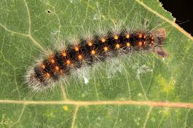 Attēlu rezultāti vaicājumam “Acronicta auricoma larva”