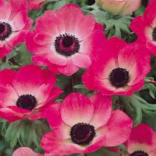 Attēlu rezultāti vaicājumam “Anemone ranunculoides flower”