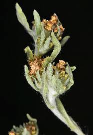 Attēlu rezultāti vaicājumam “Gnaphalium uliginosum leaf”