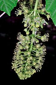 Attēlu rezultāti vaicājumam “Acer pseudoplatanus fo. purpurascens flower”