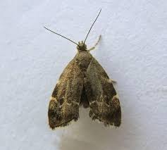 Attēlu rezultāti vaicājumam “Hedya salicella”